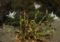 Pancratium maritimum